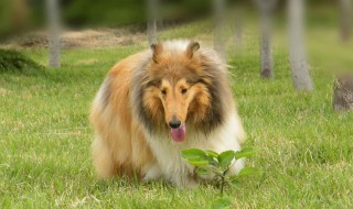 苏格兰牧羊犬好养吗 苏格兰牧羊犬好养吗视频