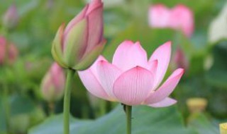 描写荷花的作文（描写荷花的作文300字）