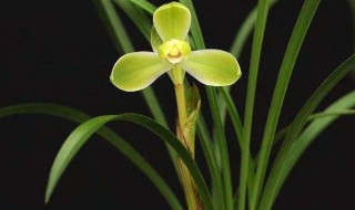 兰花的特点和精神是什么?（兰花的特点和精神是什么）