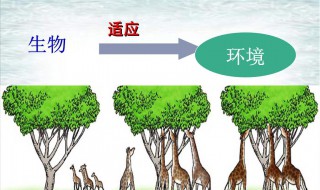 环境对生物的影响有什么 环境对生物的影响有什么板块