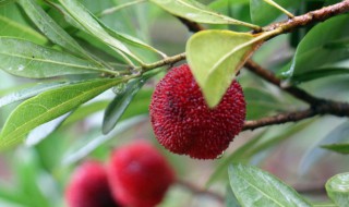 杨梅用盐水泡要泡多久（杨梅用盐水泡要泡多久才能吃）