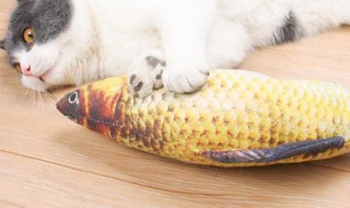 猫咪冻干鱼自制方法 猫咪冻干鱼自制方法视频