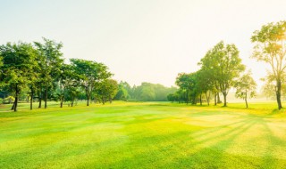 绿色代表什么（绿色代表什么性格的人）