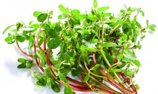 马凤菜的功效与作用