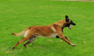 训马犬最简单的方法（训马犬方法大全集视频）