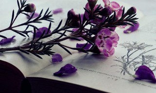 同仁的意思（“同仁”的含义）