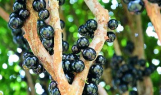 嘉宝果怎么吃（嘉宝果怎么吃最好）