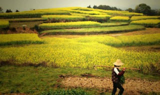 三农指什么（三农指什么意思）