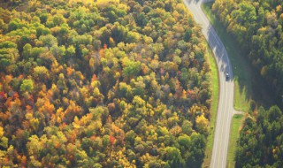 森林防火小常识8条（森林防火的知识摘抄）