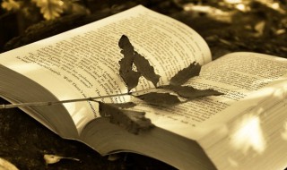 迷惘读音（迷惘读音花卉的下半部上面一个去的下半部）