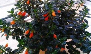 如何养好金鱼花（如何养好金鱼花盆）