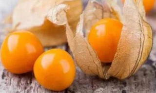 姑娘果的功效禁忌(姑娘果功效禁忌人群)