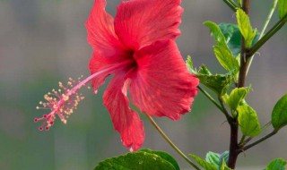 扶桑花的功效与作用 扶桑花的功效与作用图片