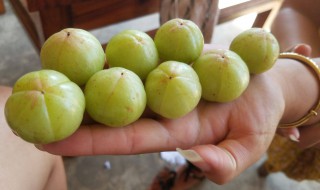 余甘果不能和什么一起吃(余甘不能跟什么一起吃)