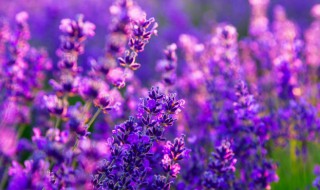 紫色属于冷色还是暖色(什么颜色属于暖色系列)