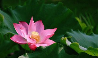 莲的心事席慕容 莲的心事席慕容诵读