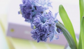 唯美的三字词牌名（唯美的三字词牌名有哪些）