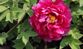 牡丹花的开放时间的资料 牡丹花开放的时间和语句