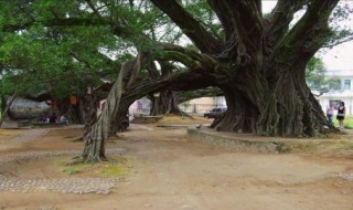 故乡的榕树作文 故乡的榕树作文450字