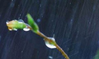 有关雨的文章 有关雨的文章,感受雨的不同特点