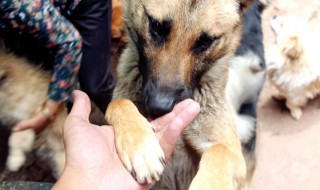 怎么救助流浪动物 怎么救助流浪动物的人