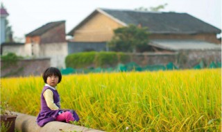 卖米读后感 卖米读后感300字以上