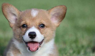 我与动物的故事 我与动物的故事600字作文