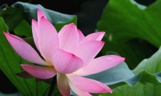 关于莲花的作文 关于莲花的作文300字