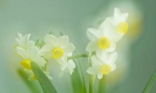 关于水仙花的散文 关于水仙花的散文简短