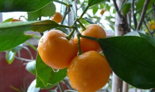 描写水果的作文 描写水果的作文200字