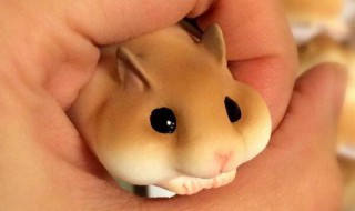 仓鼠很脏了,能用水洗吗?（仓鼠可以洗）