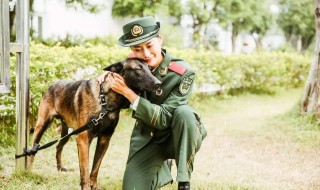 神犬奇兵电视剧剧情 电视剧《神犬奇兵》剧情