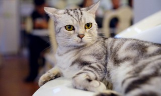 小猫的名字（小猫的名字洋气霸气的）