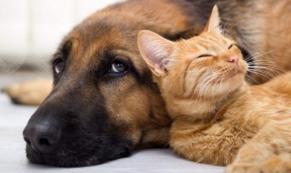 狗和猫的故事 狗和猫的故事告诉我们什么道理