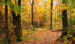 秋天的声音有哪些（秋天的声音有哪些句子）