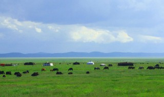 草原的作者是 草原的作者是老舍写的修改句子