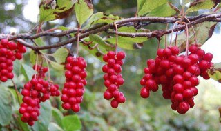 可以染发的植物有哪些?（可以染发的植物有哪些图片）