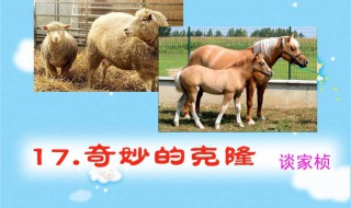 关于克隆的作文（关于克隆的作文800字）