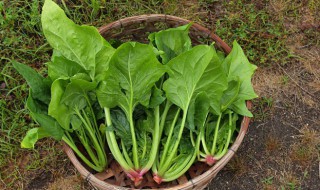 菠菜最好吃的6种做法步骤