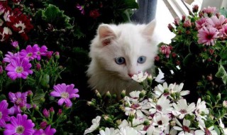 家里有猫不能养什么花 养猫能买什么鲜花