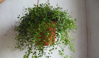 养猫可以养什么植物 养猫可以养什么植物?