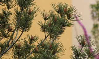 一句话介绍校园白皮松(一句话介绍校园白皮松树的作文)