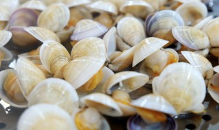 贝类海鲜有哪些（贝类海鲜有哪些图片）