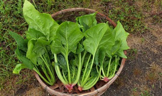 菠菜饼干的最简单制作方法