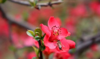 海棠花象征着什么（海棠花象征着什么爱情）