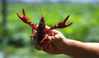 野钓小龙虾大概在几月（野钓小龙虾大概在几月份开口）