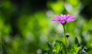 描写春意盎然的景色的优美句子 描写春意盎然的景色的优美句子有哪些