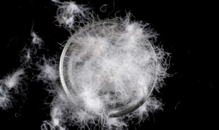 白鸭绒好还是灰鸭绒好（羽绒服填充白鸭绒好还是灰鸭绒好）