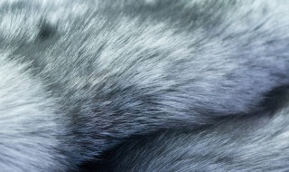 狐狸毛和貉子毛区别 狐狸毛和貉子毛区别图