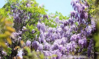 紫藤花什么时候开花 紫藤花什么时候开花季节